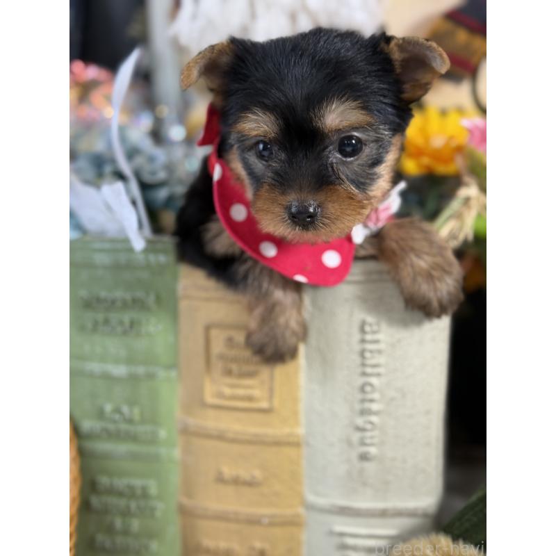 販売中の宮崎県のヨークシャーテリア-430157の4枚目