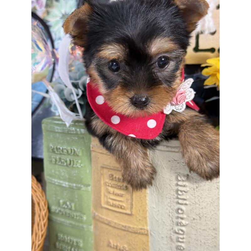 販売中の宮崎県のヨークシャーテリア-430157の3枚目