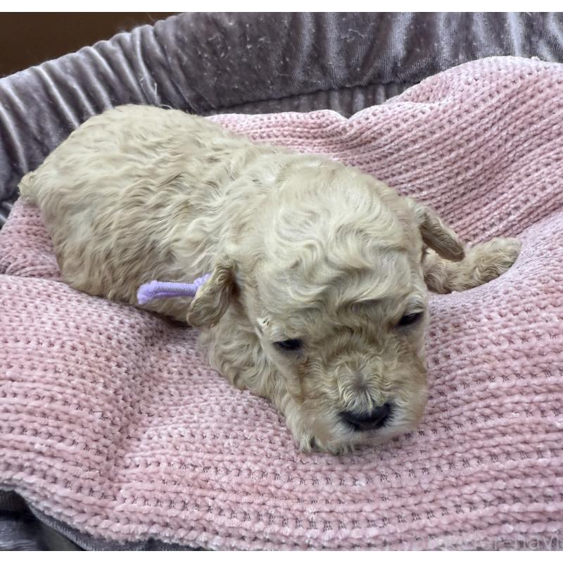 販売中の長野県のトイプードル-430159の3枚目