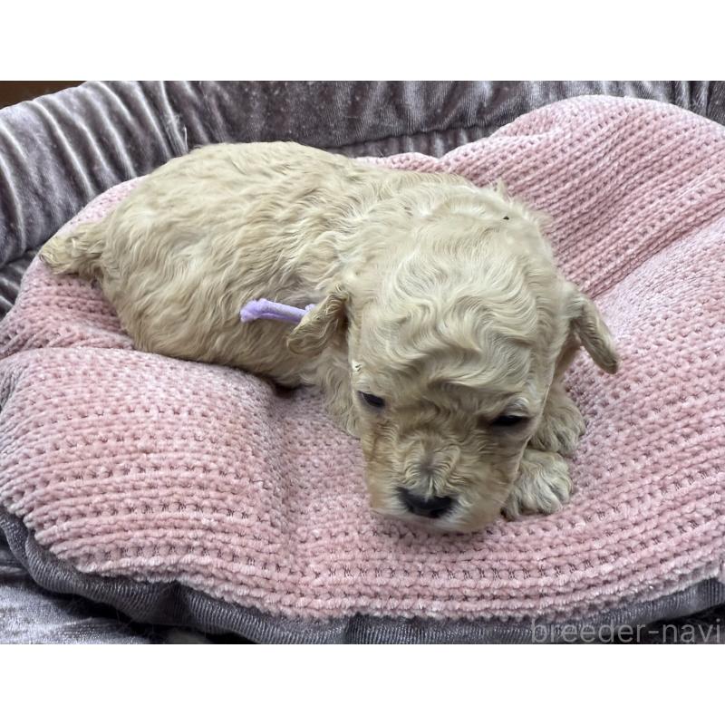 販売中の長野県のトイプードル-430159の2枚目