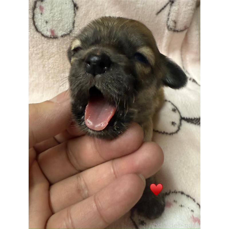 販売中の愛知県のチワックス:チワワ×ミニチュアダックスフンド-430158の1枚目