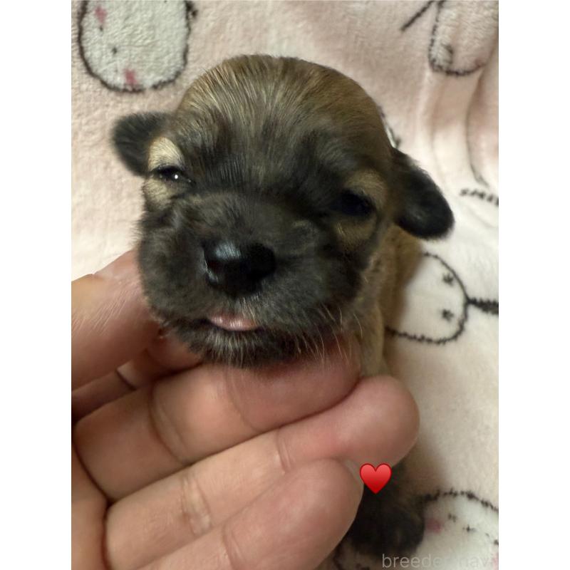 販売中の愛知県のチワックス:チワワ×ミニチュアダックスフンド-430158の3枚目