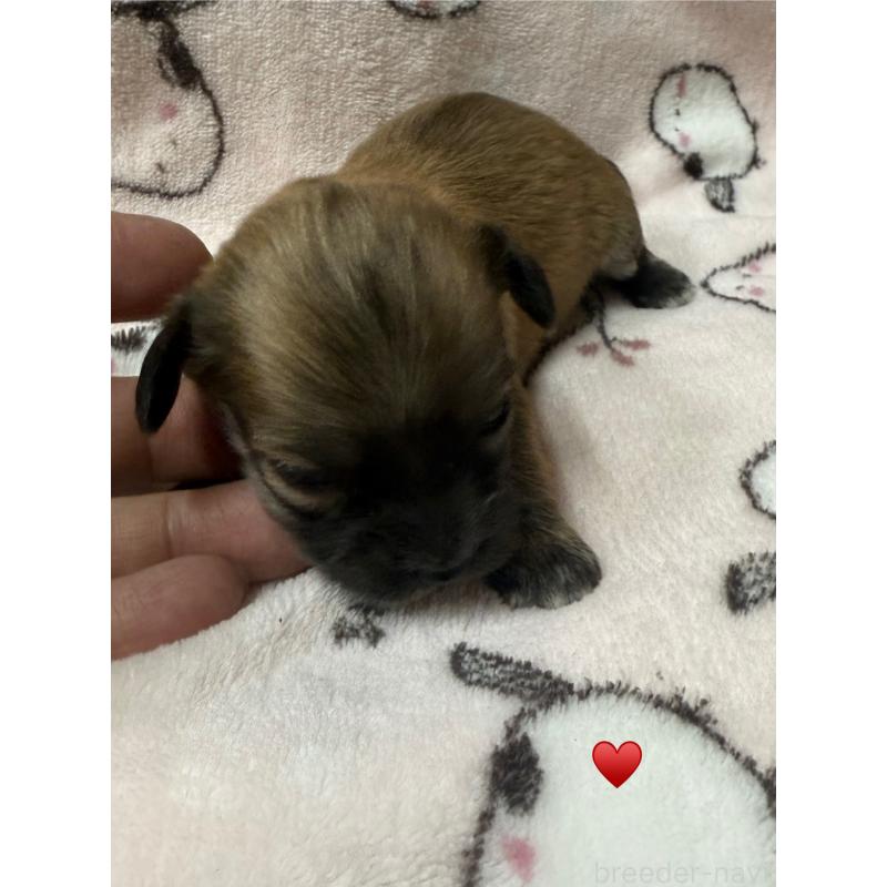 販売中の愛知県のチワックス:チワワ×ミニチュアダックスフンド-430158の2枚目