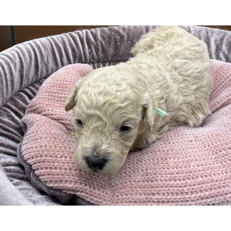 販売中の長野県のトイプードル-430160の4枚目