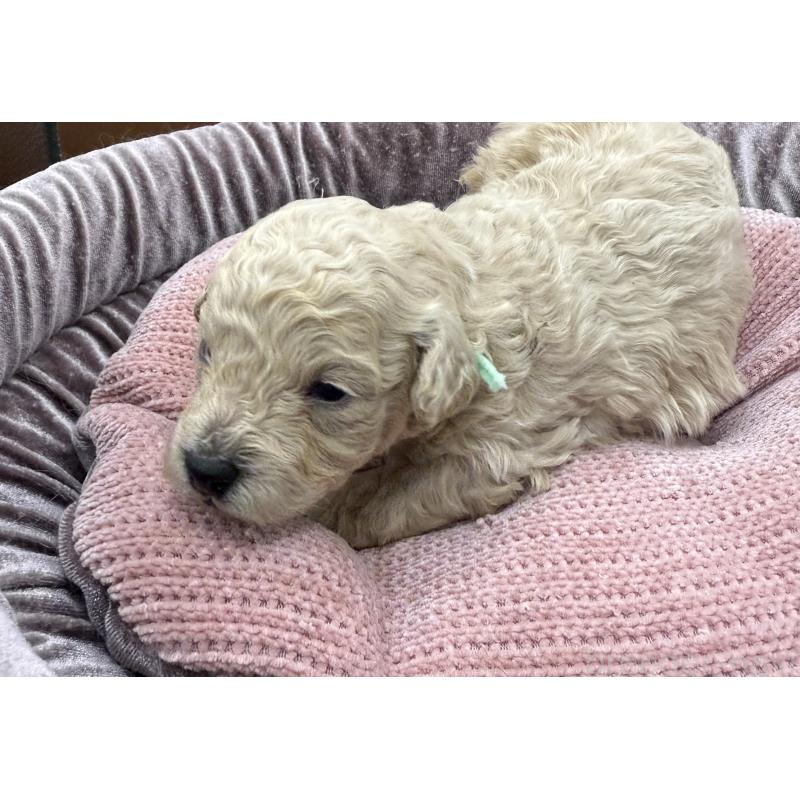 販売中の長野県のトイプードル-430160の3枚目