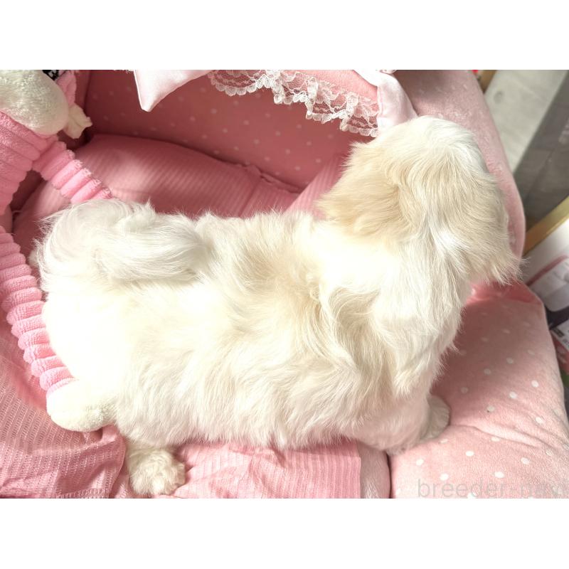 販売中の大阪府のマルチーズ-430187の9枚目