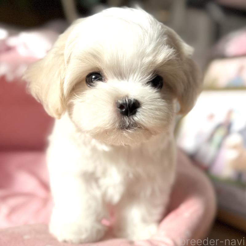 販売中の大阪府のマルチーズ-430187の8枚目