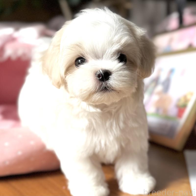 販売中の大阪府のマルチーズ-430187の7枚目