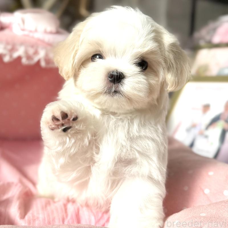 販売中の大阪府のマルチーズ-430187の6枚目