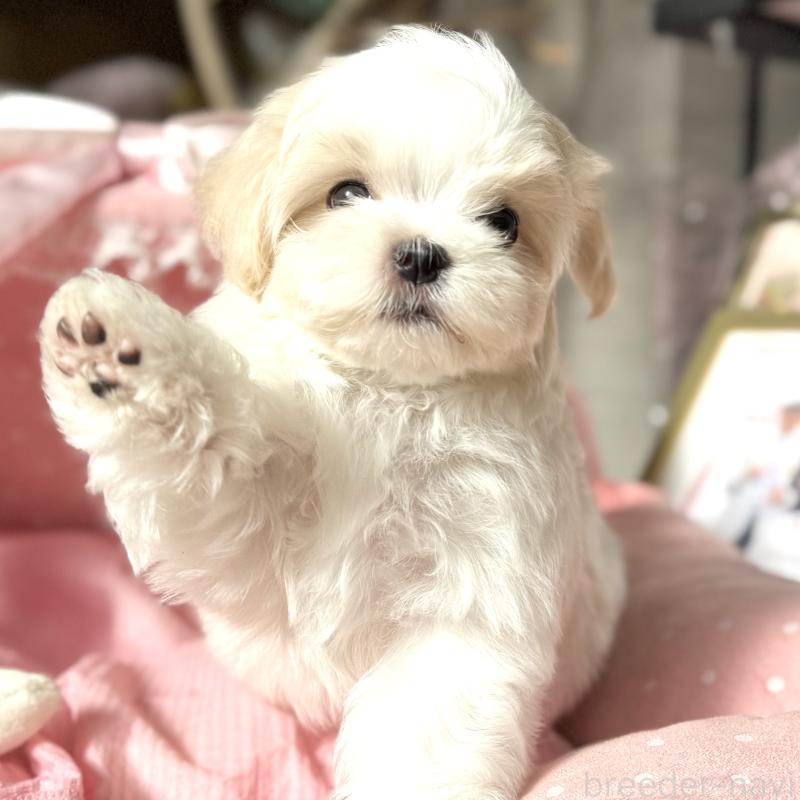 販売中の大阪府のマルチーズ-430187の4枚目