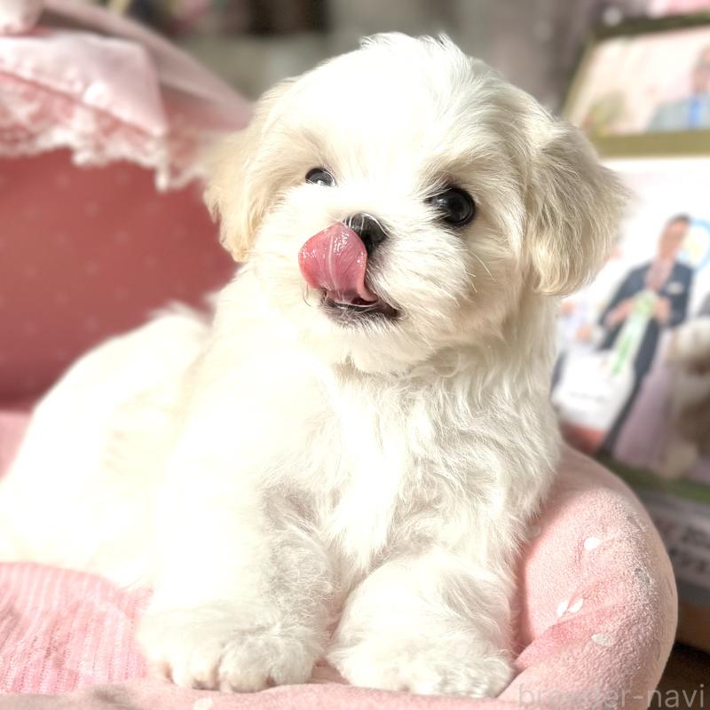 販売中の大阪府のマルチーズ-430187の3枚目