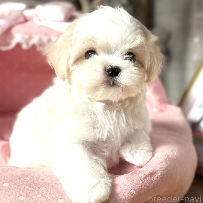 販売中の大阪府のマルチーズ-430187の2枚目