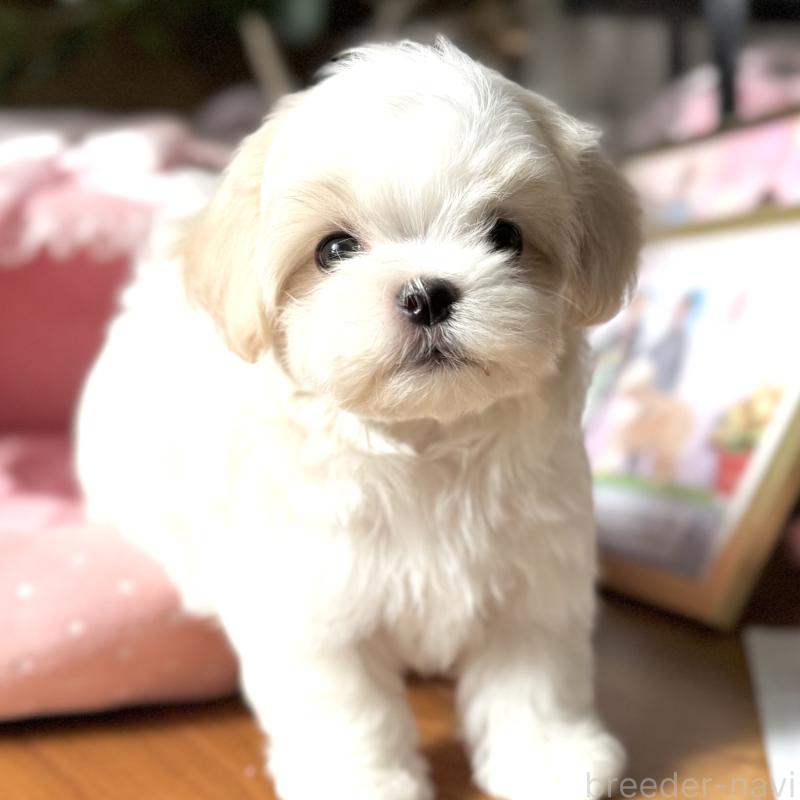 販売中の大阪府のマルチーズ-430187の1枚目