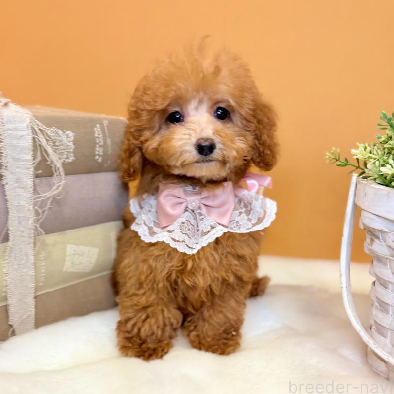 販売中の茨城県のタイニープードル-418678