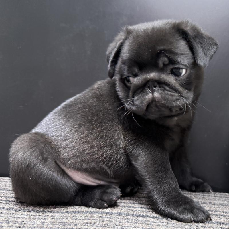 販売中の宮崎県のパグ-430190の12枚目