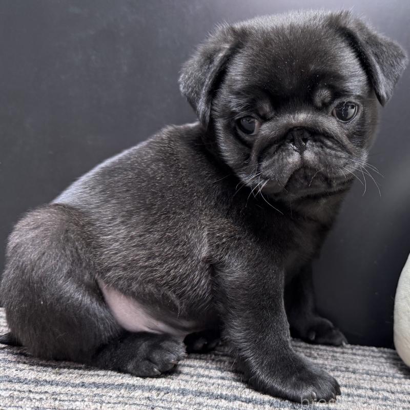 販売中の宮崎県のパグ-430190の11枚目