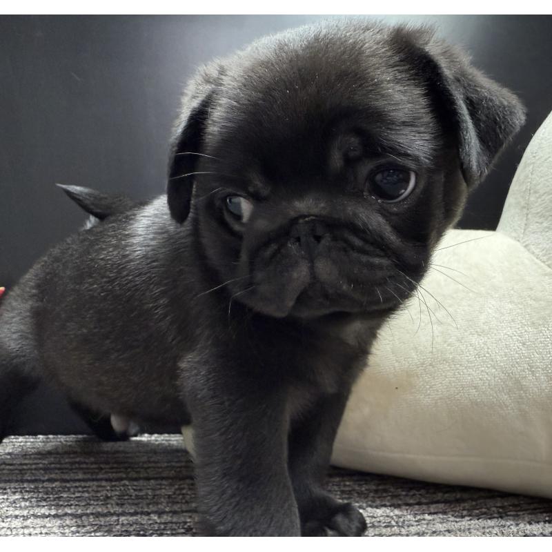 販売中の宮崎県のパグ-430190の10枚目