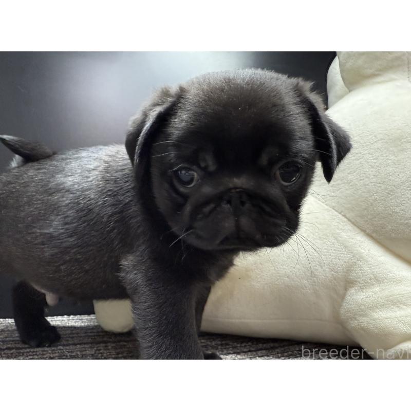 販売中の宮崎県のパグ-430190の9枚目