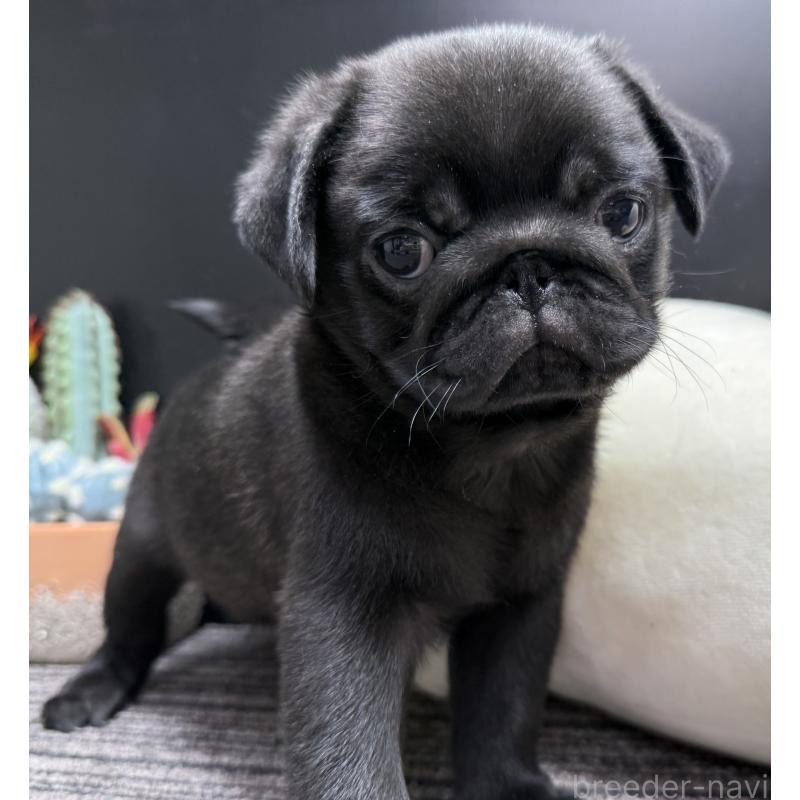 販売中の宮崎県のパグ-430190の8枚目