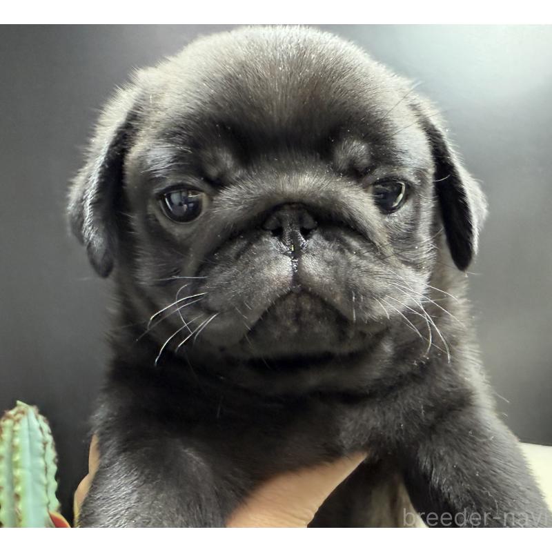 販売中の宮崎県のパグ-430190の7枚目