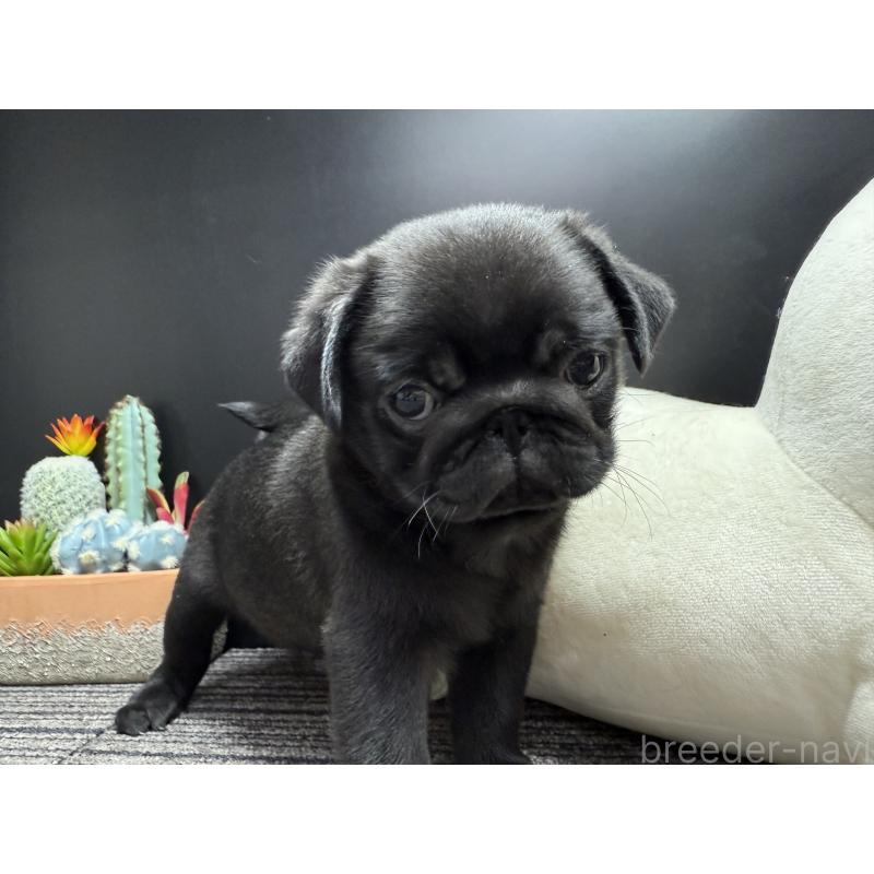 販売中の宮崎県のパグ-430190の6枚目