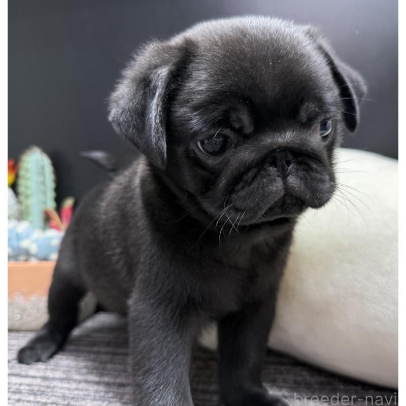 販売中の宮崎県のパグ-430190の5枚目