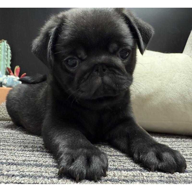 販売中の宮崎県のパグ-430190の4枚目