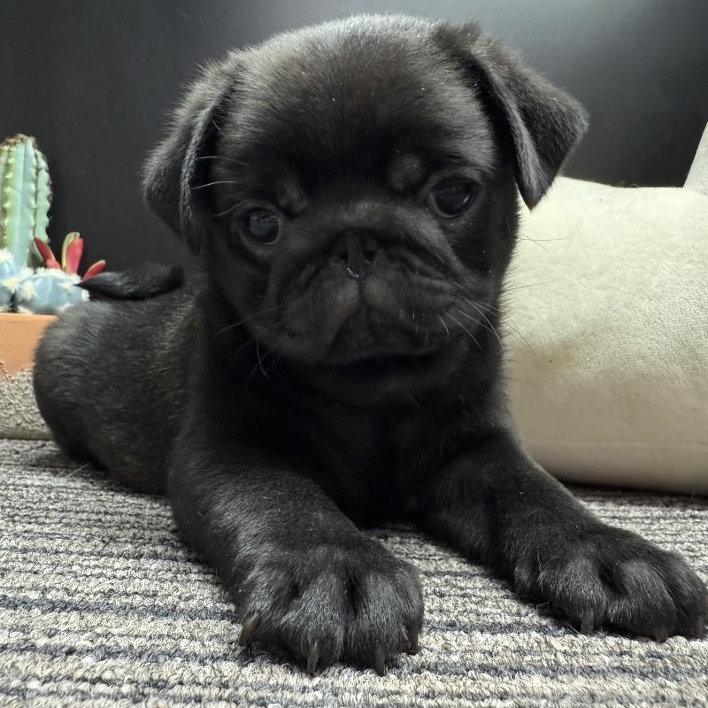 販売中の宮崎県のパグ-430190の3枚目