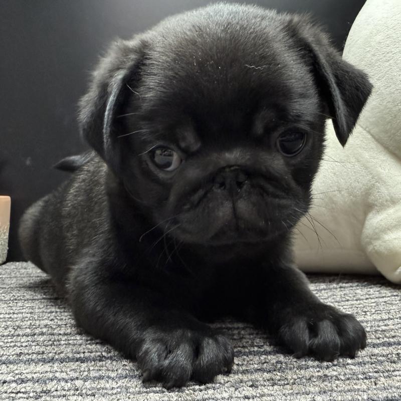 販売中の宮崎県のパグ-430190の2枚目