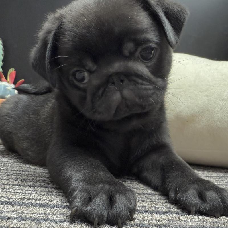 販売中の宮崎県のパグ-430190の1枚目