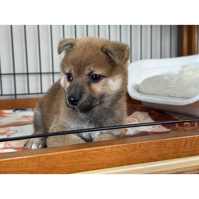 販売中の岡山県の柴犬-430192の5枚目