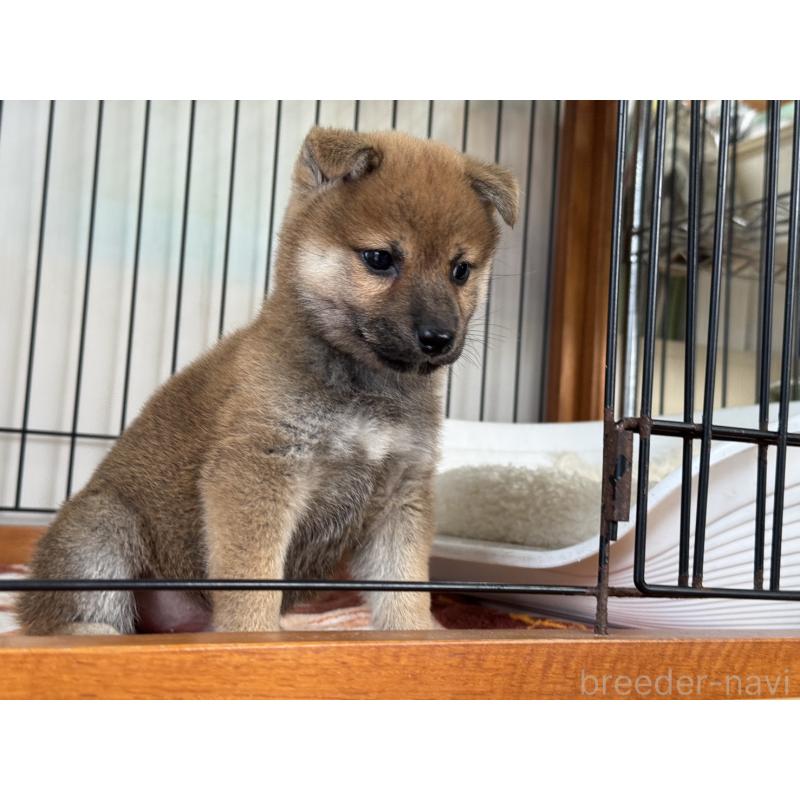 販売中の岡山県の柴犬-430192の4枚目