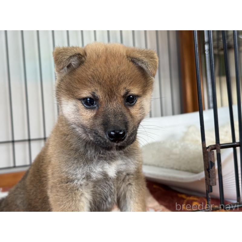販売中の岡山県の柴犬-430192