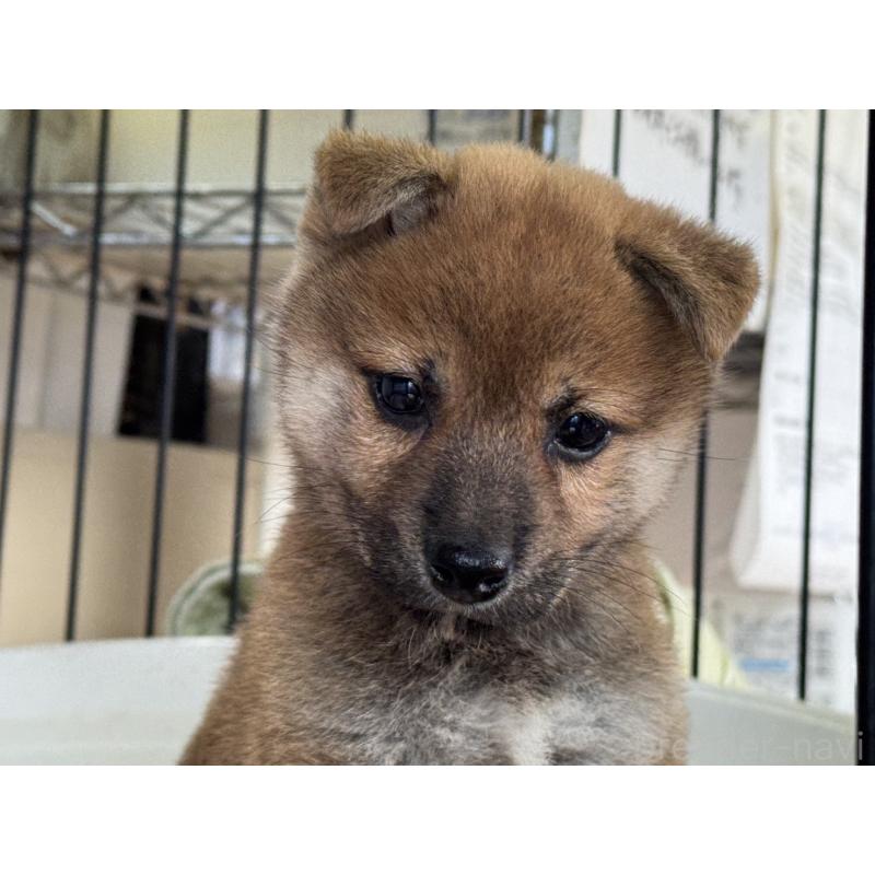 販売中の岡山県の柴犬-430192の2枚目