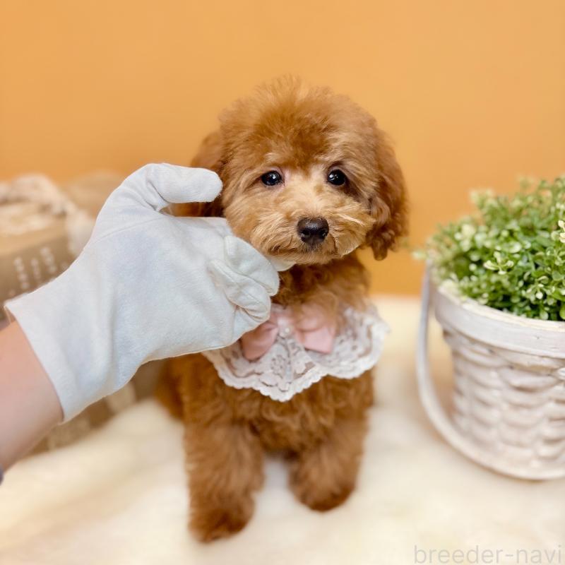 販売中の茨城県のタイニープードル-418680