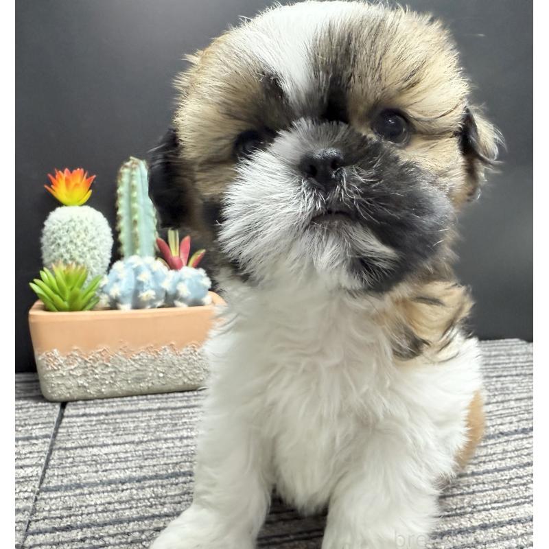 販売中の宮崎県のシーズー-430198の12枚目