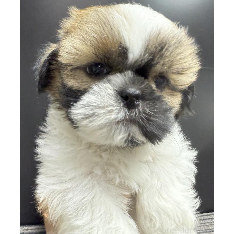 販売中の宮崎県のシーズー-430198の11枚目