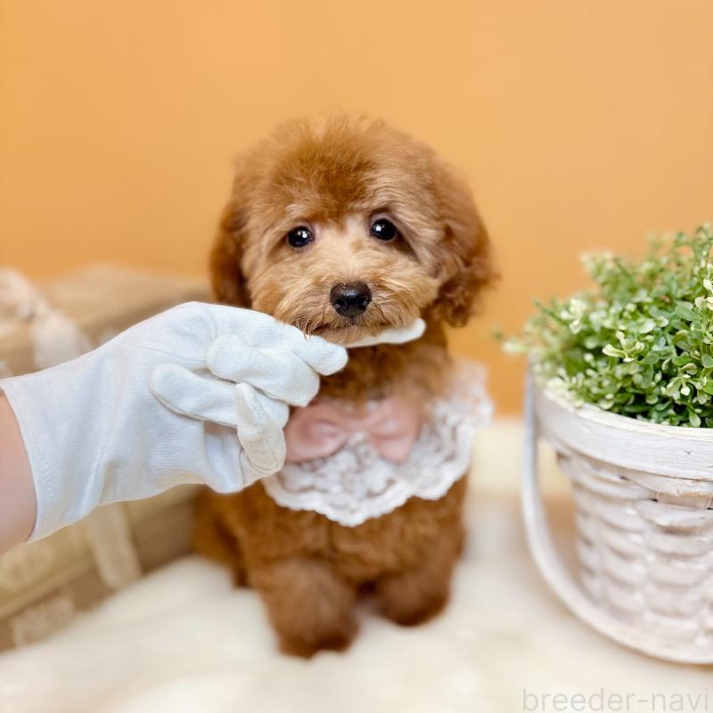 販売中の茨城県のタイニープードル-418680の9枚目