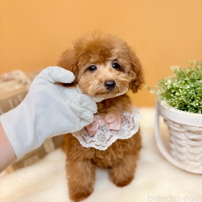 販売中の茨城県のタイニープードル-418680の8枚目