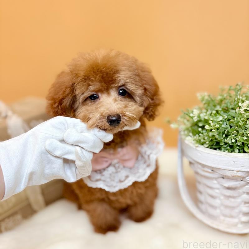 販売中の茨城県のタイニープードル-418680の7枚目