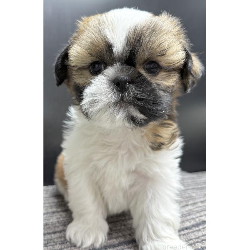 販売中の宮崎県のシーズー-430198の9枚目