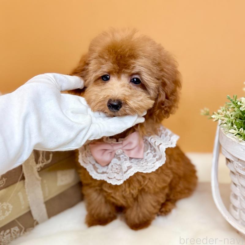 販売中の茨城県のタイニープードル-418680の6枚目