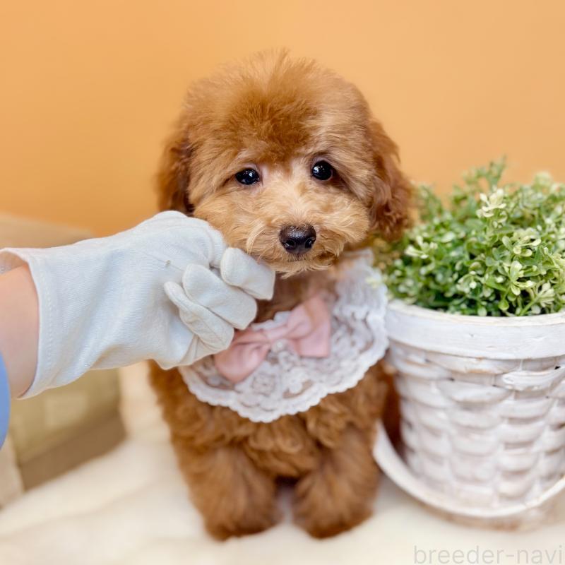 販売中の茨城県のタイニープードル-418680の5枚目