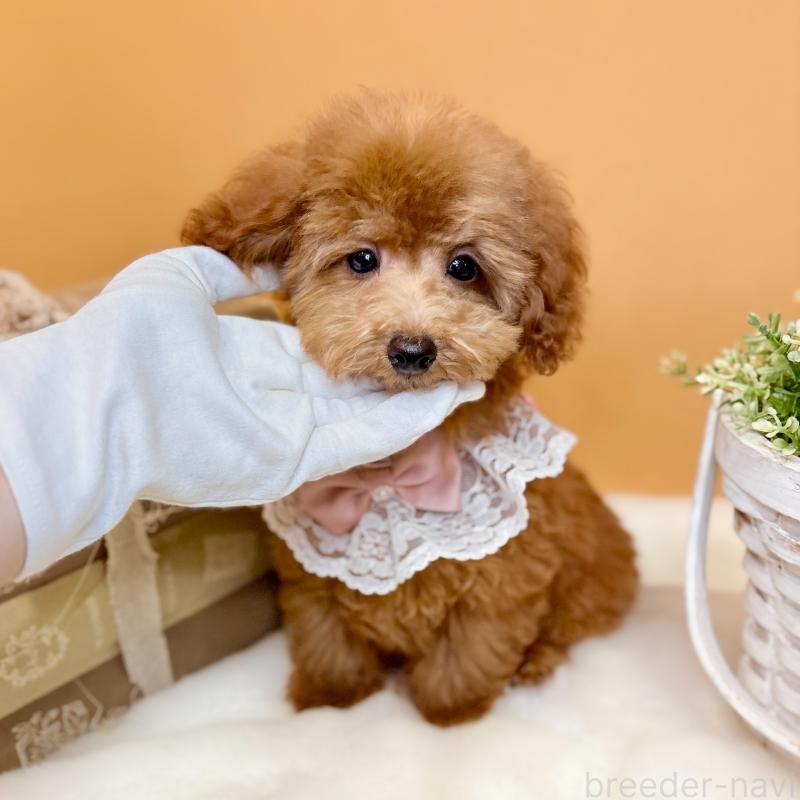 販売中の茨城県のタイニープードル-418680の4枚目