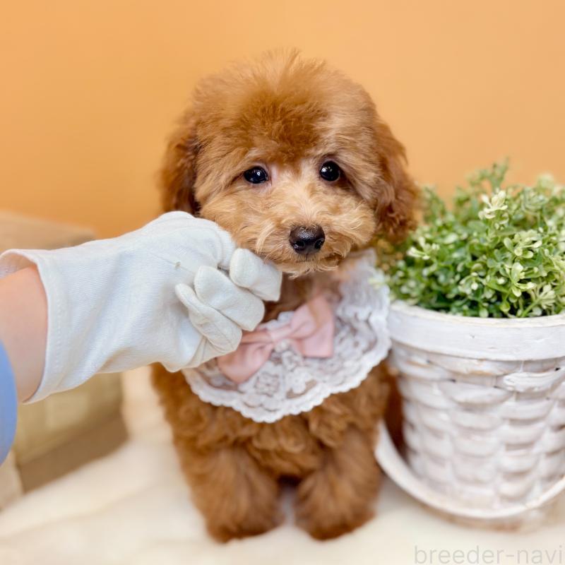 販売中の茨城県のタイニープードル-418680の3枚目