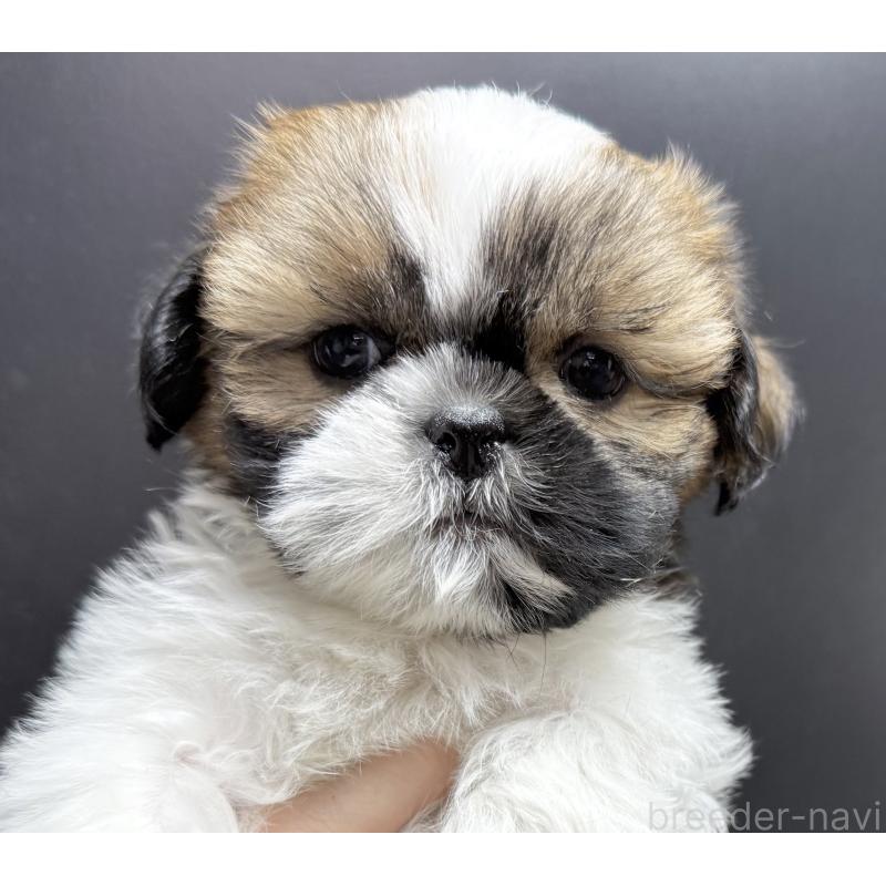 販売中の宮崎県のシーズー-430198の6枚目