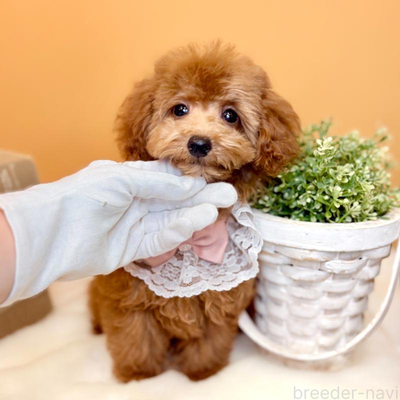販売中の茨城県のタイニープードル-418680の2枚目