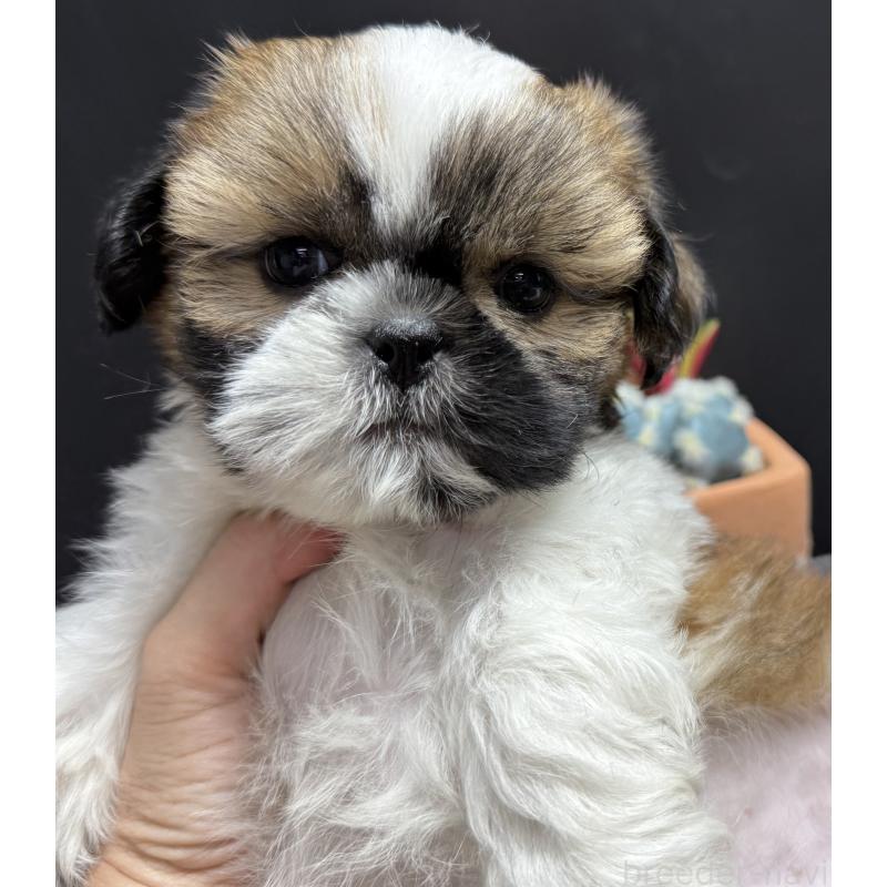 販売中の宮崎県のシーズー-430198の4枚目