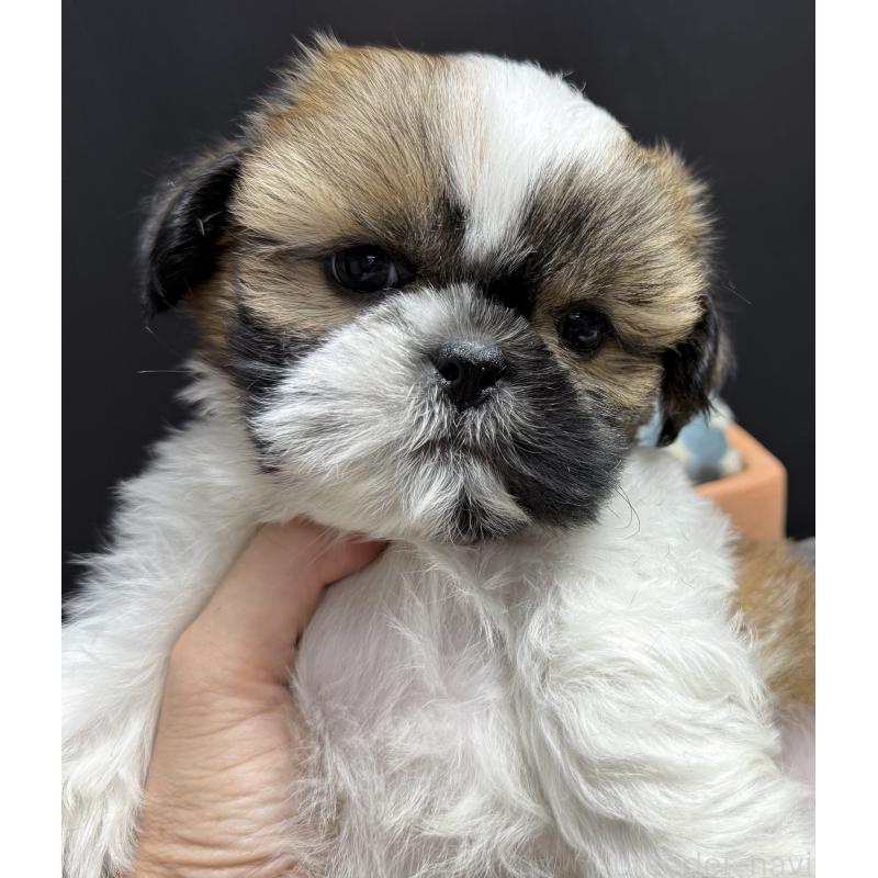 販売中の宮崎県のシーズー-430198の3枚目