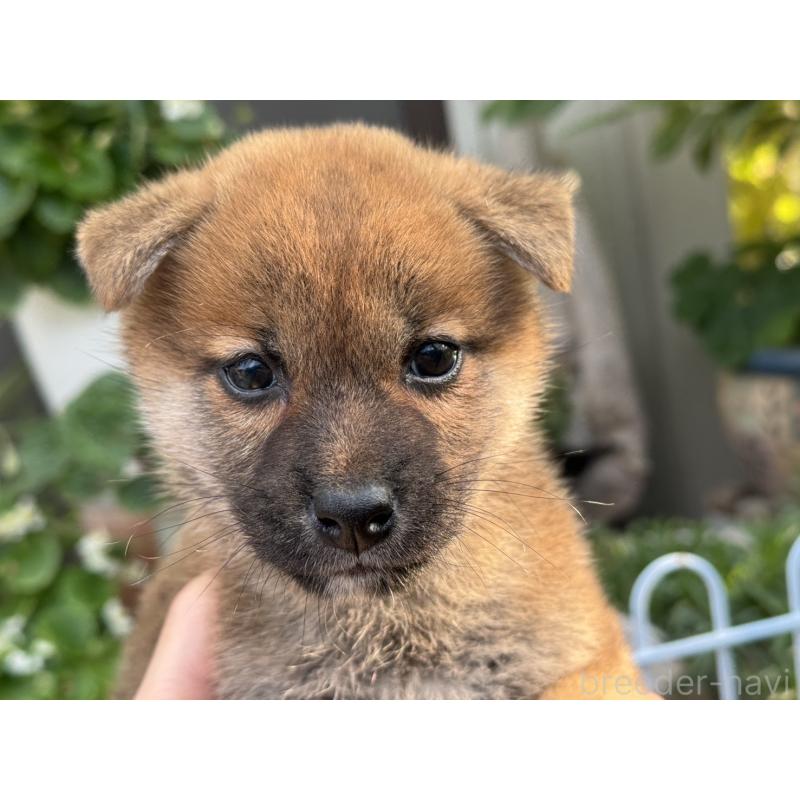 販売中の岡山県の柴犬-430194の1枚目